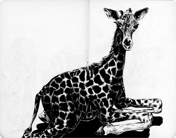 Anna Lubinski - Illustration - Croquis au Muséum national d'Histoire naturelle à Paris. Girafon assis.