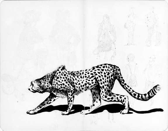 Anna Lubinski - Illustration - Croquis au Muséum national d'Histoire naturelle à Paris. Guépard en position de chasse.