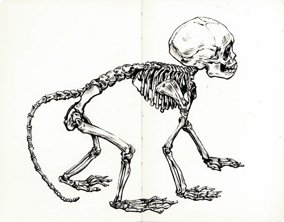 Anna Lubinski - Illustration - Croquis au Muséum national d'Histoire naturelle à Paris. Squelette de Macaque de Buffon - Macaca Fascicularis.