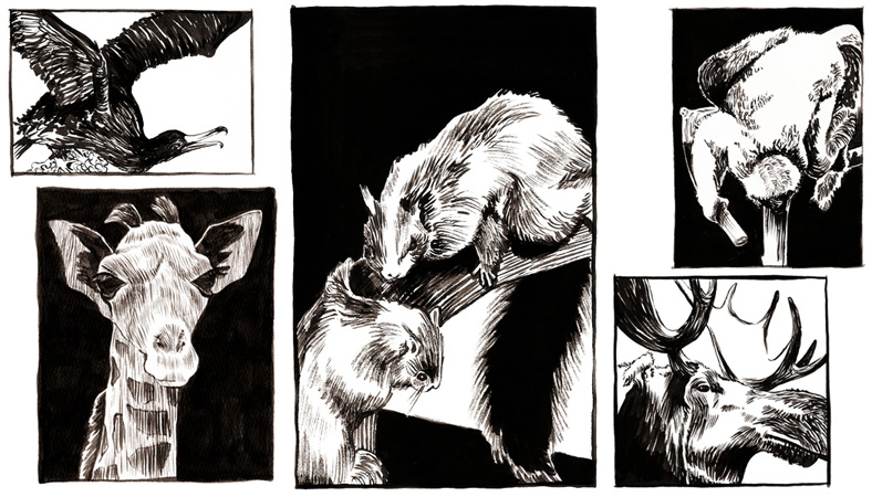 Anna Lubinski - Illustration - Carnets de croquis - Sketchbooks - Observation sketches - Animals at Museum in Paris with Indian ink: giraffe, squirrels, elk, monkey, bird.