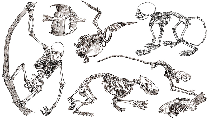 Anna Lubinski - Illustration - Carnets de croquis - Sketchbooks - Observation sketches - Animals skeletons at Museum in Paris: chimpanzee, pigeon, fish, gerbil, hedgehog.