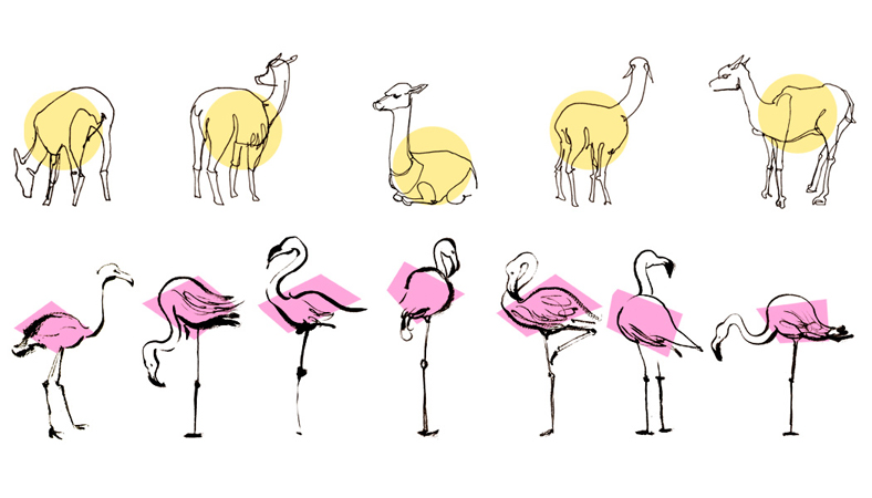 Anna Lubinski - Illustration - Carnets de croquis - Sketchbooks - Life drawing animals at zoo: flamingos and llamas. 