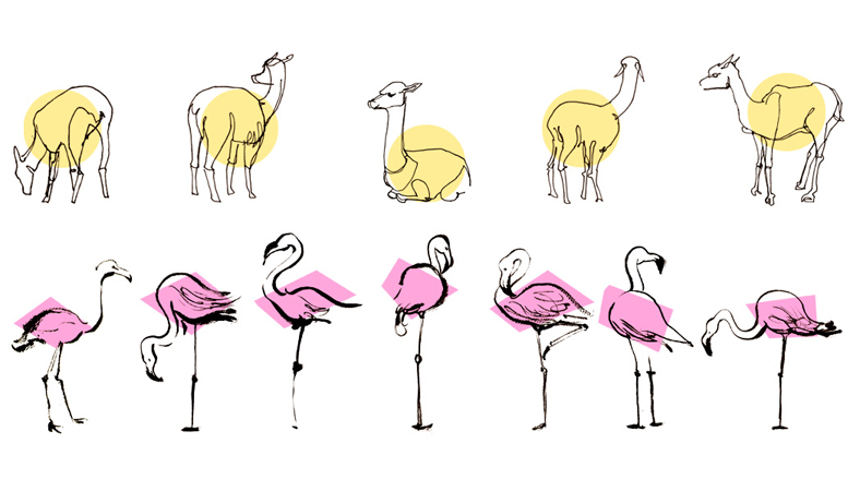 Anna Lubinski - Illustration - Carnets de croquis - Sketchbooks - Life drawing animals at zoo: flamingos and llamas.