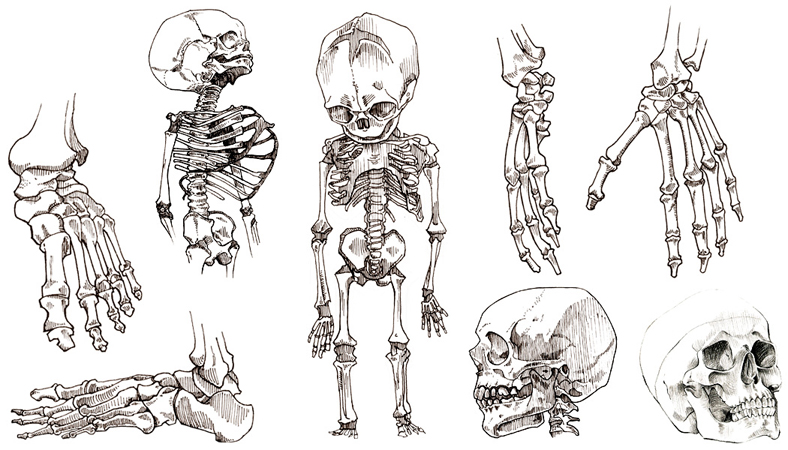 Anna Lubinski - Illustration - Carnets de croquis - Sketchbooks - Skeleton sketches: hands, feet, skull, foetus.